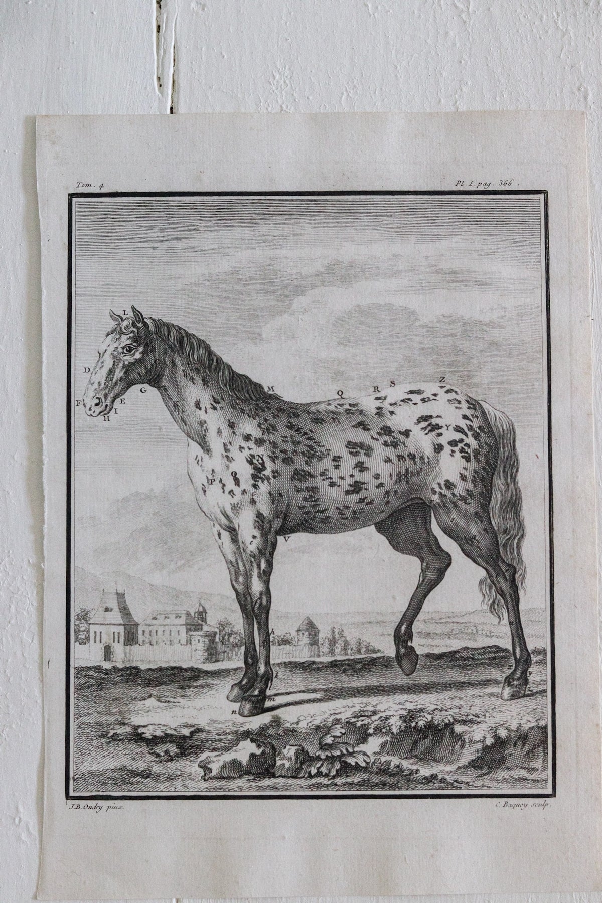 Antique Horse Engraving c.1775