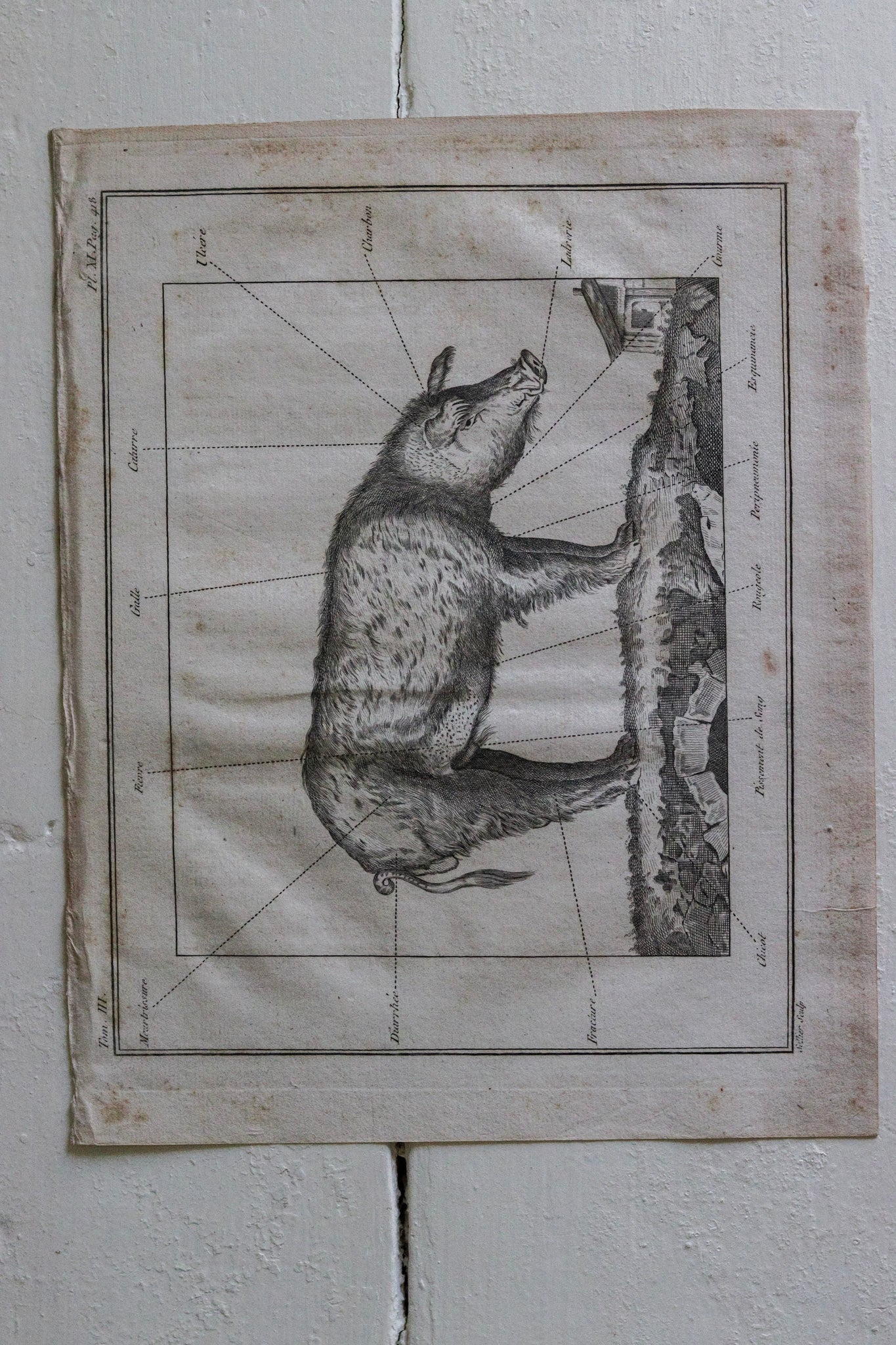 Antique French Pig Print