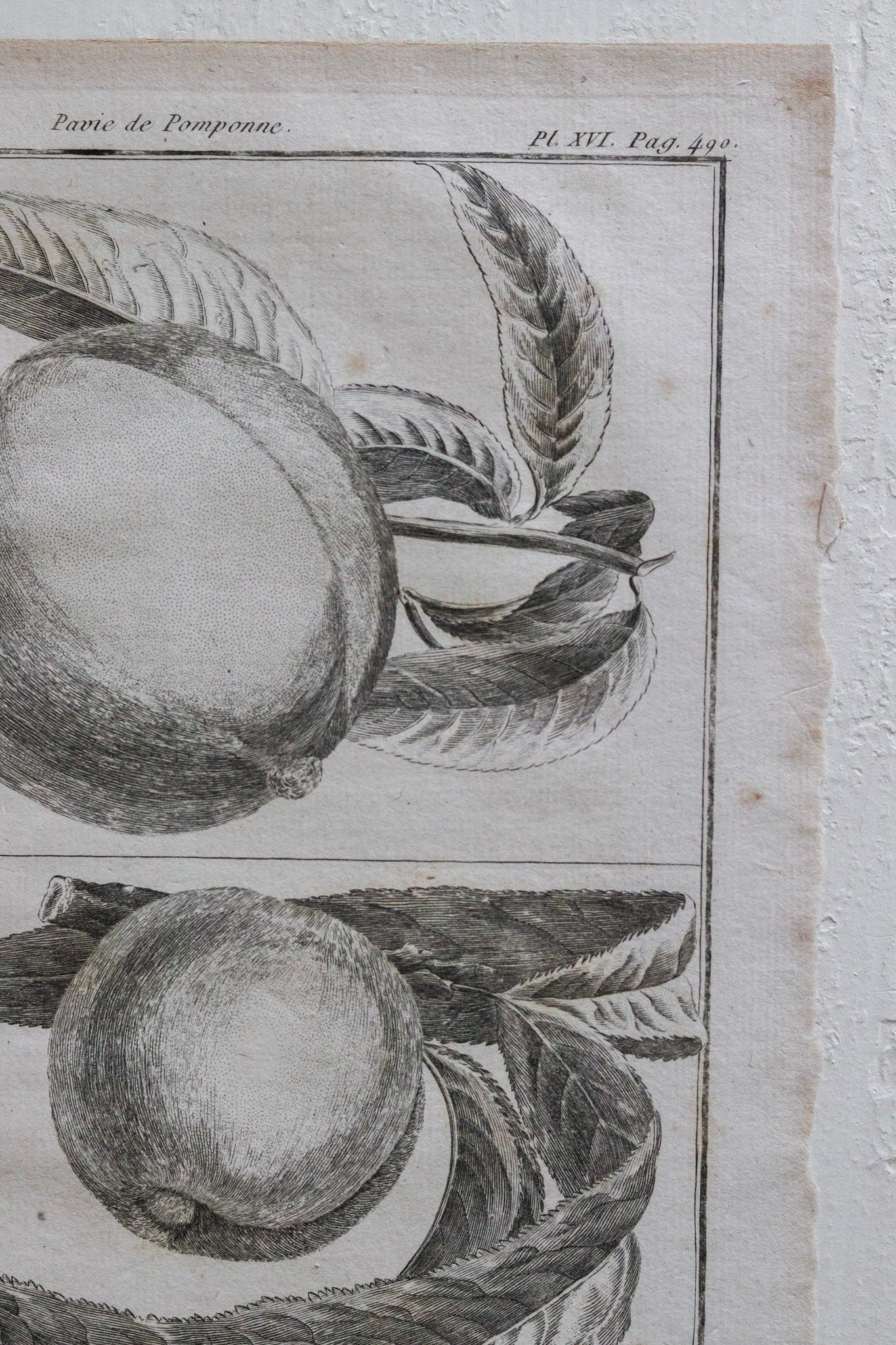 Antique French Peach Print No.3