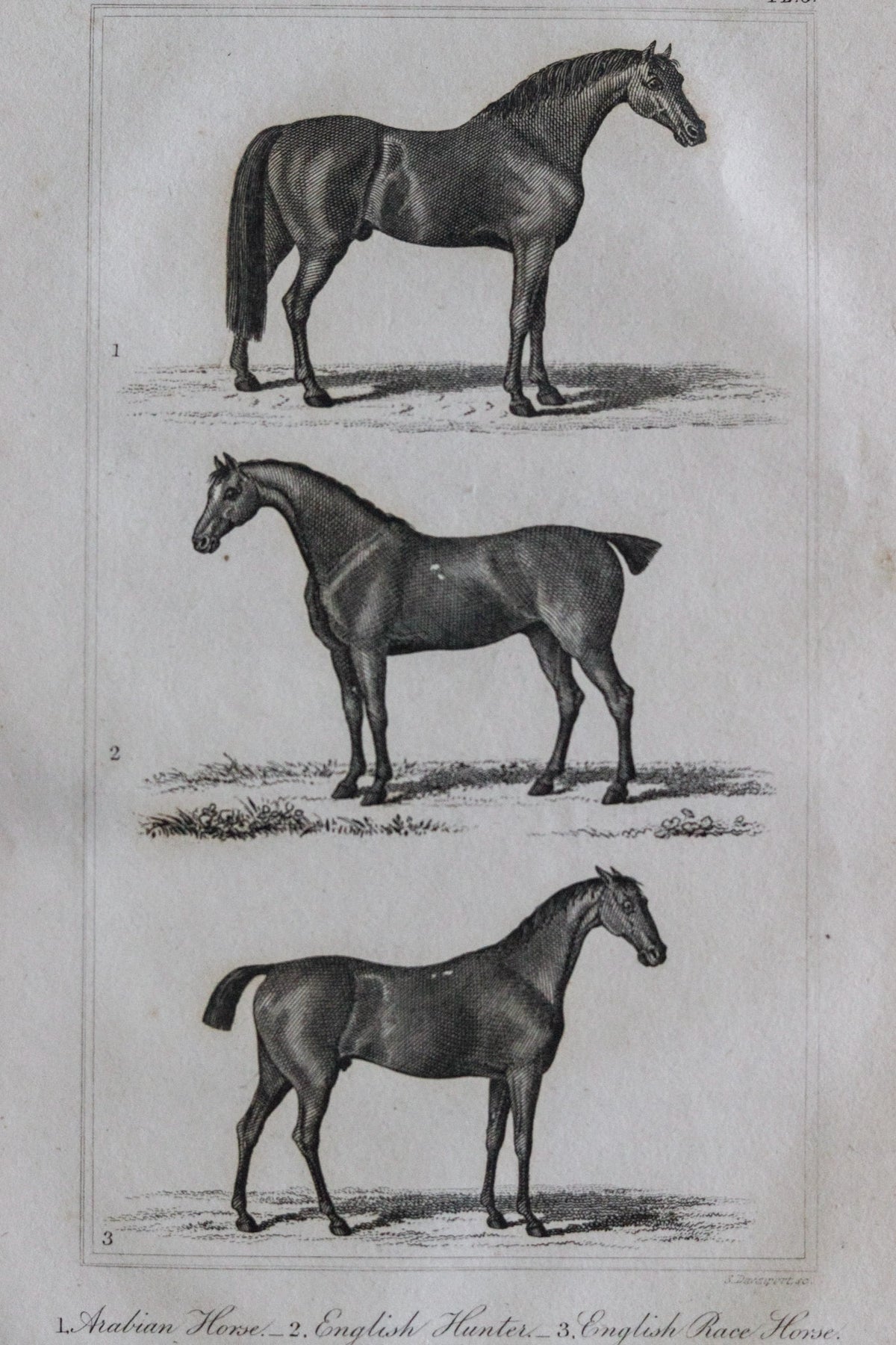 Antique Horse Engraving c.1791