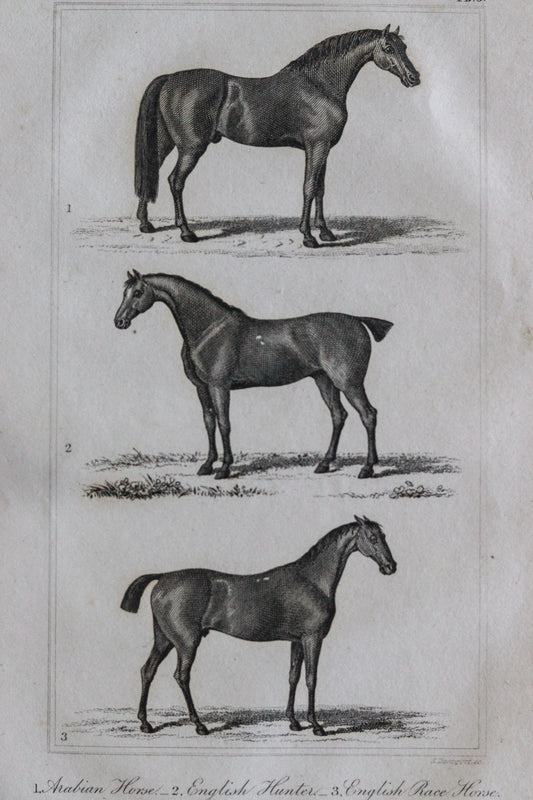 Antique Horse Engraving c.1791