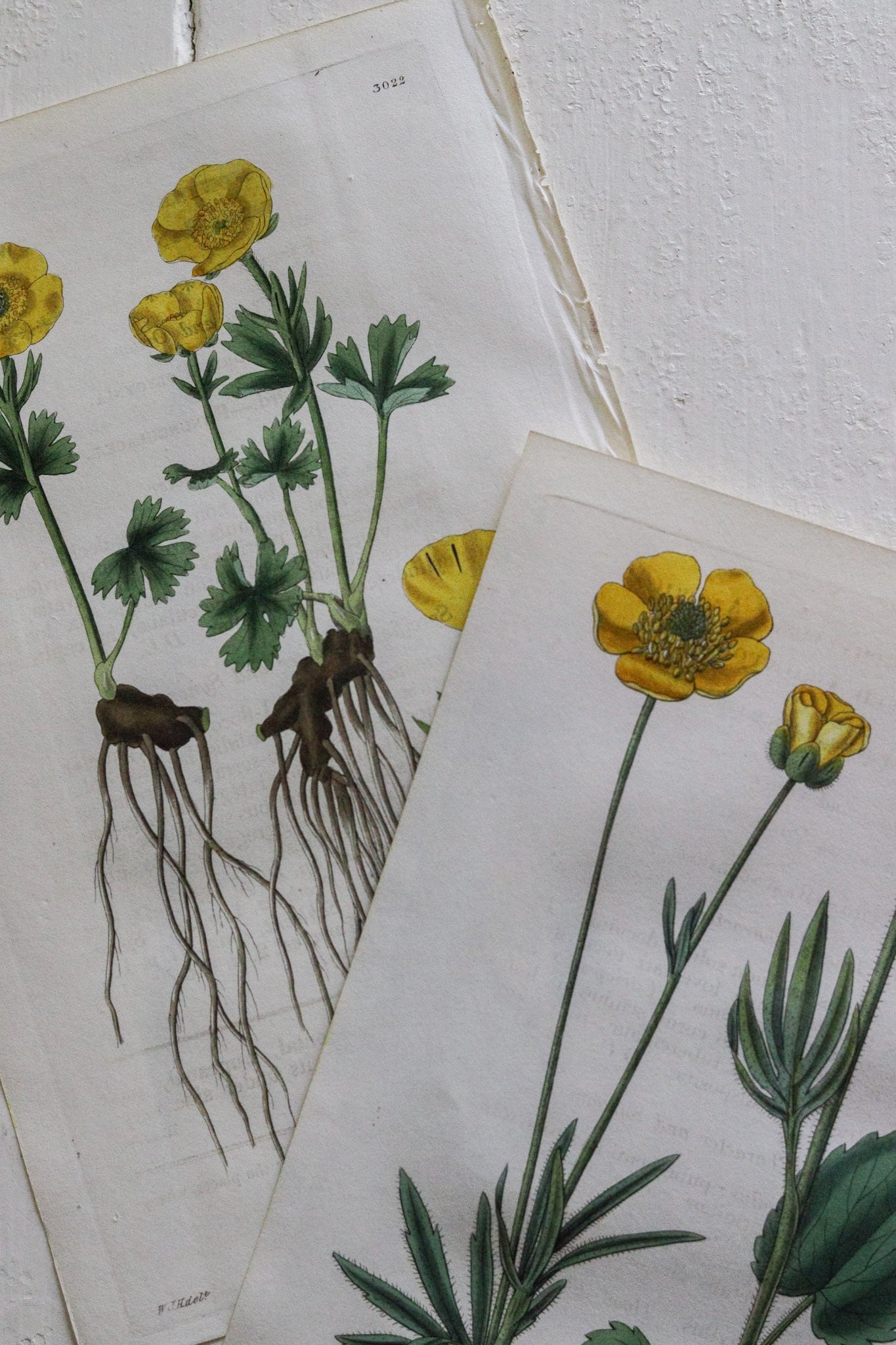 Antique Floral Prints - Set of Two