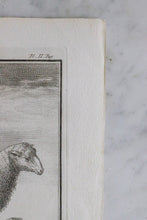 Load image into Gallery viewer, Antique French Sheep Print
