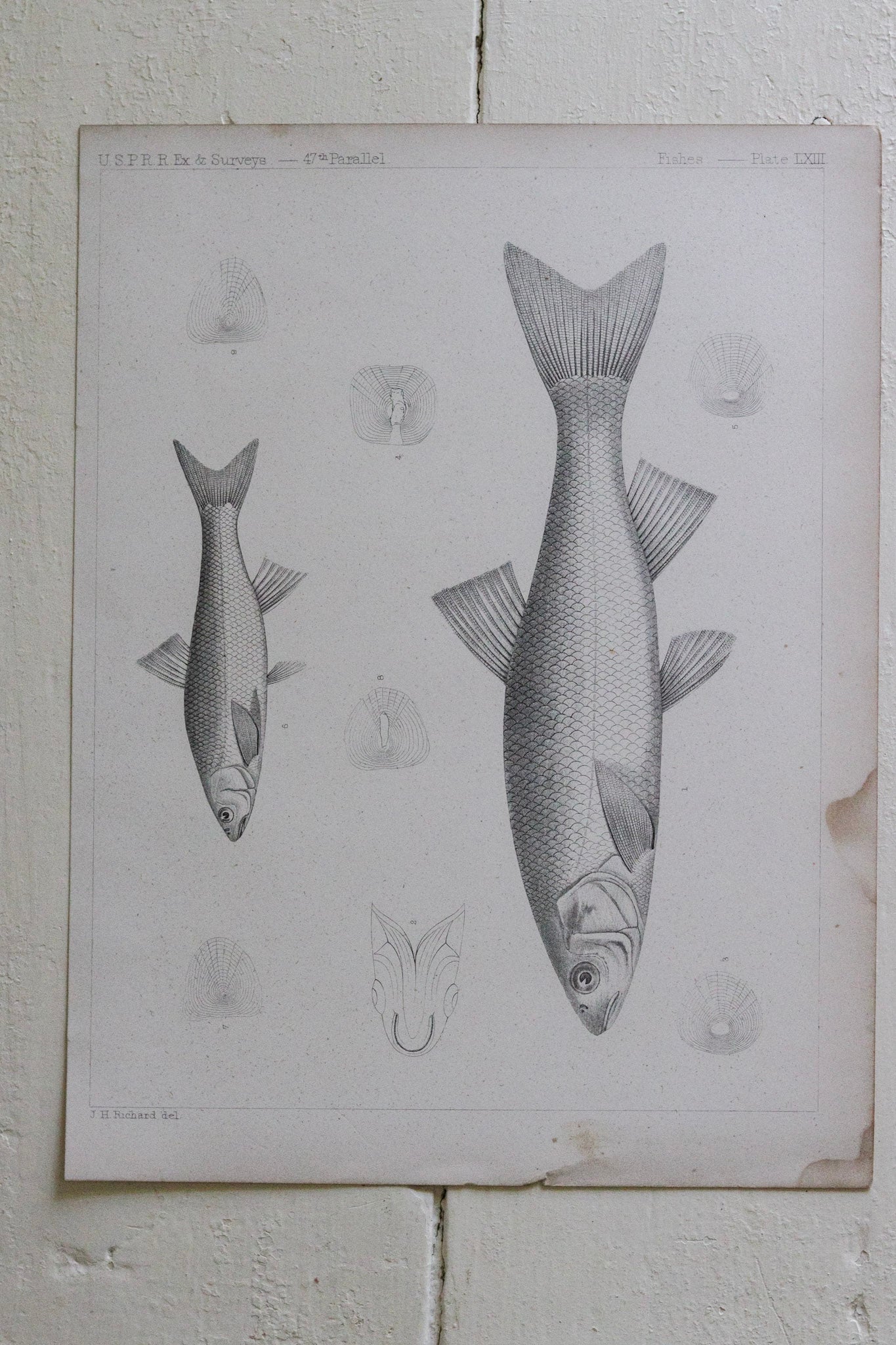 Antique Fish Print No.2