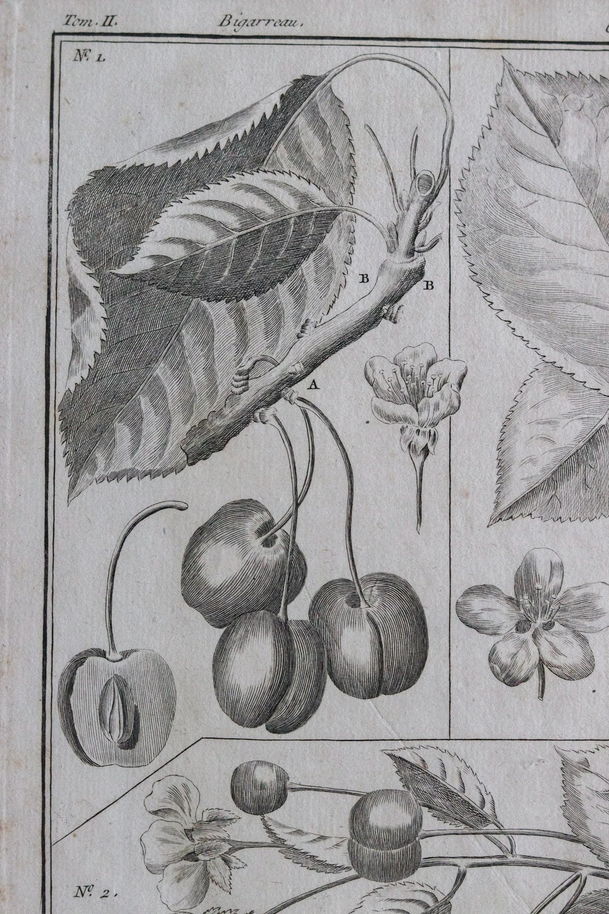 Antique French Cherry Print c.1918