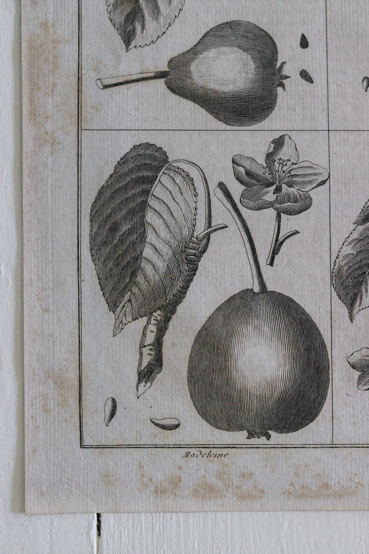 Antique French Pear Print c.1918