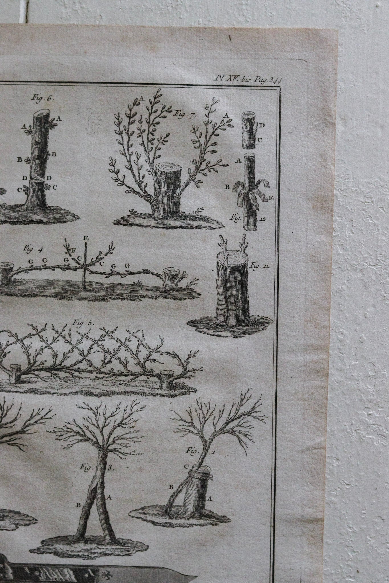 Antique French Horticulture Print No.3