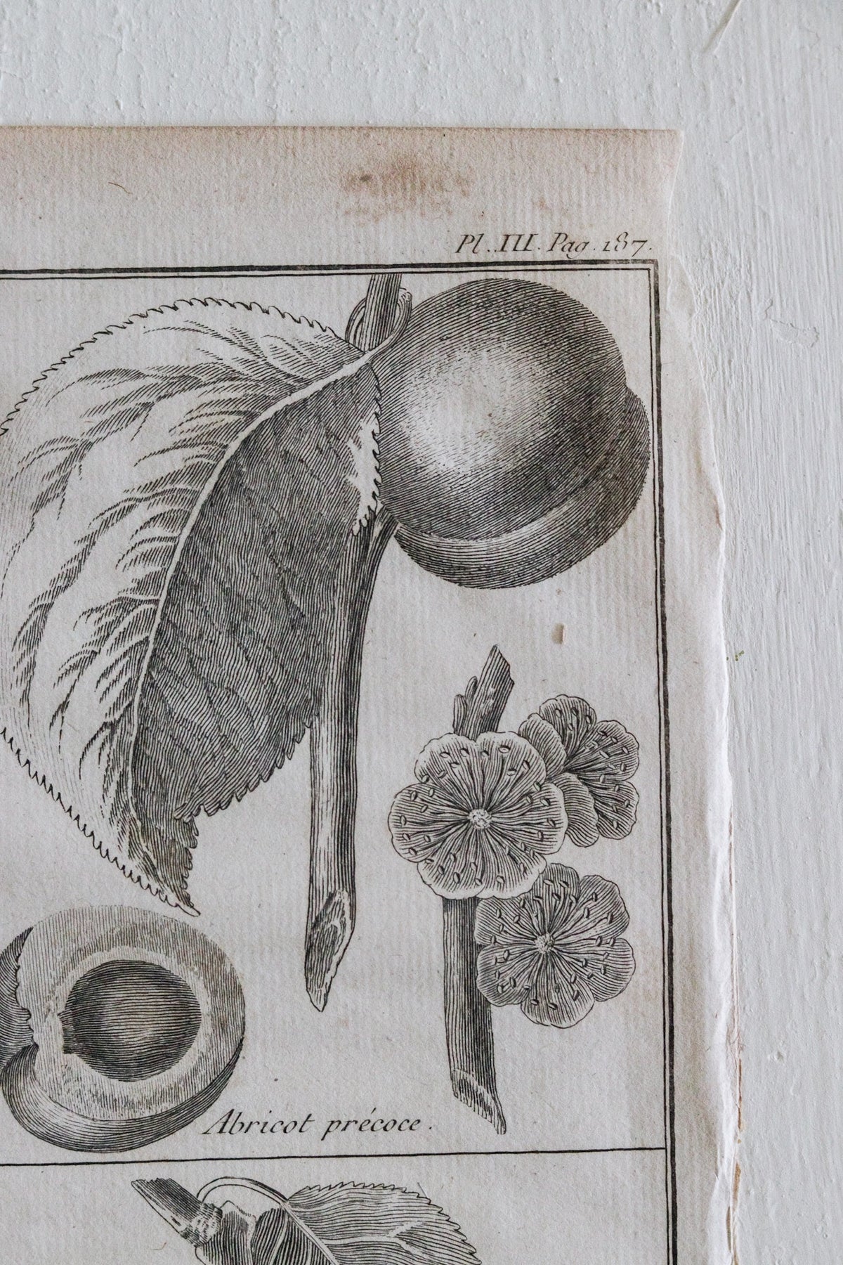 Antique French Apricot Print c.1918