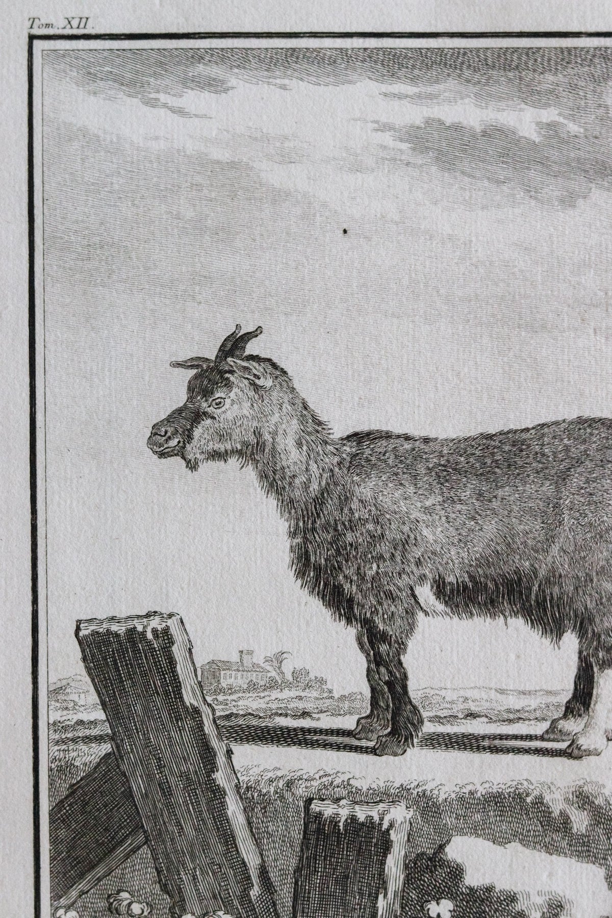 Antique Goat Engraving c.1775