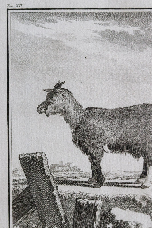 Antique Goat Engraving c.1775
