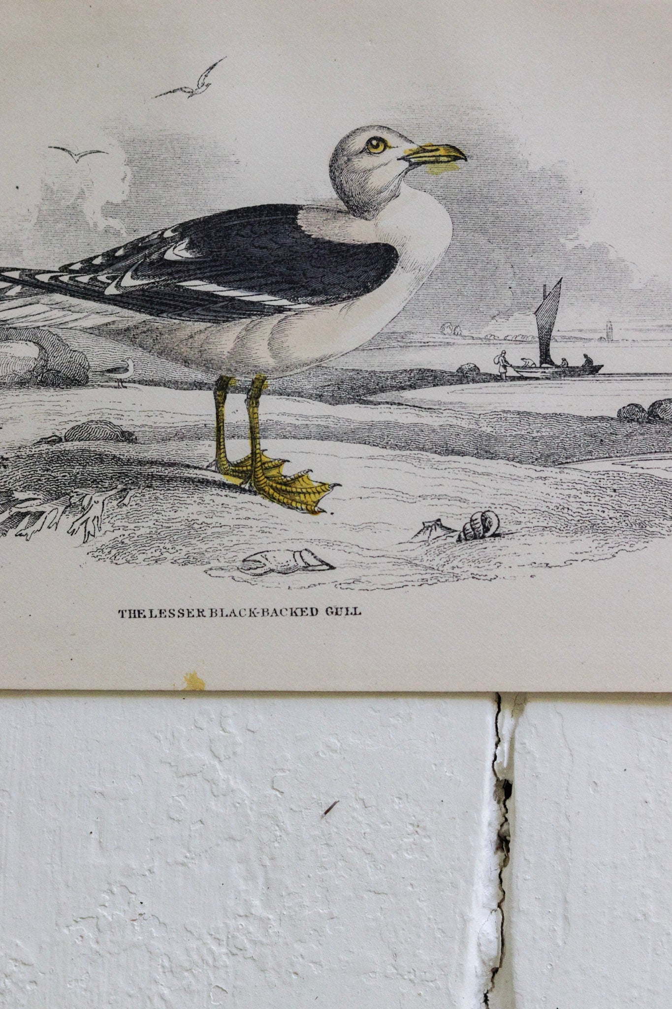 Antique Bird Print - The Lesser Black-Backed Gull