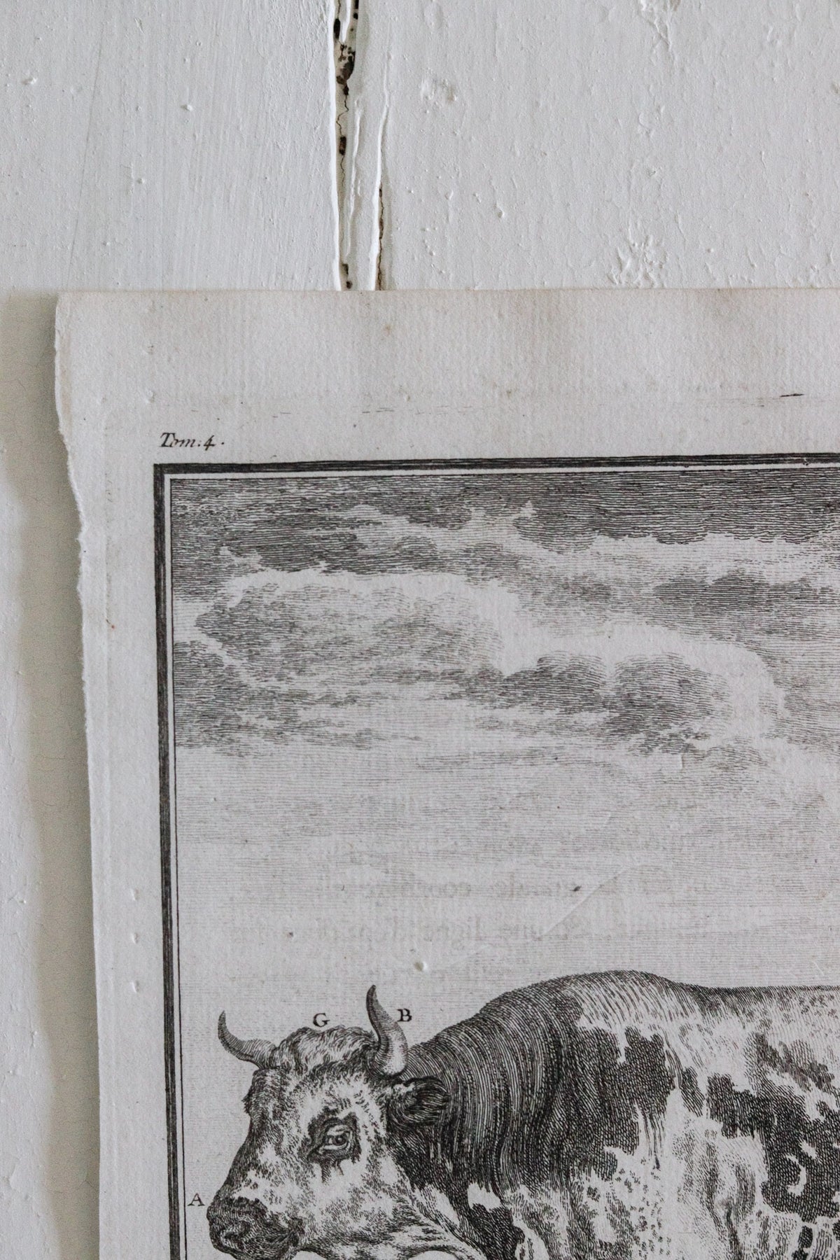 Antique Cow Engraving c.1775