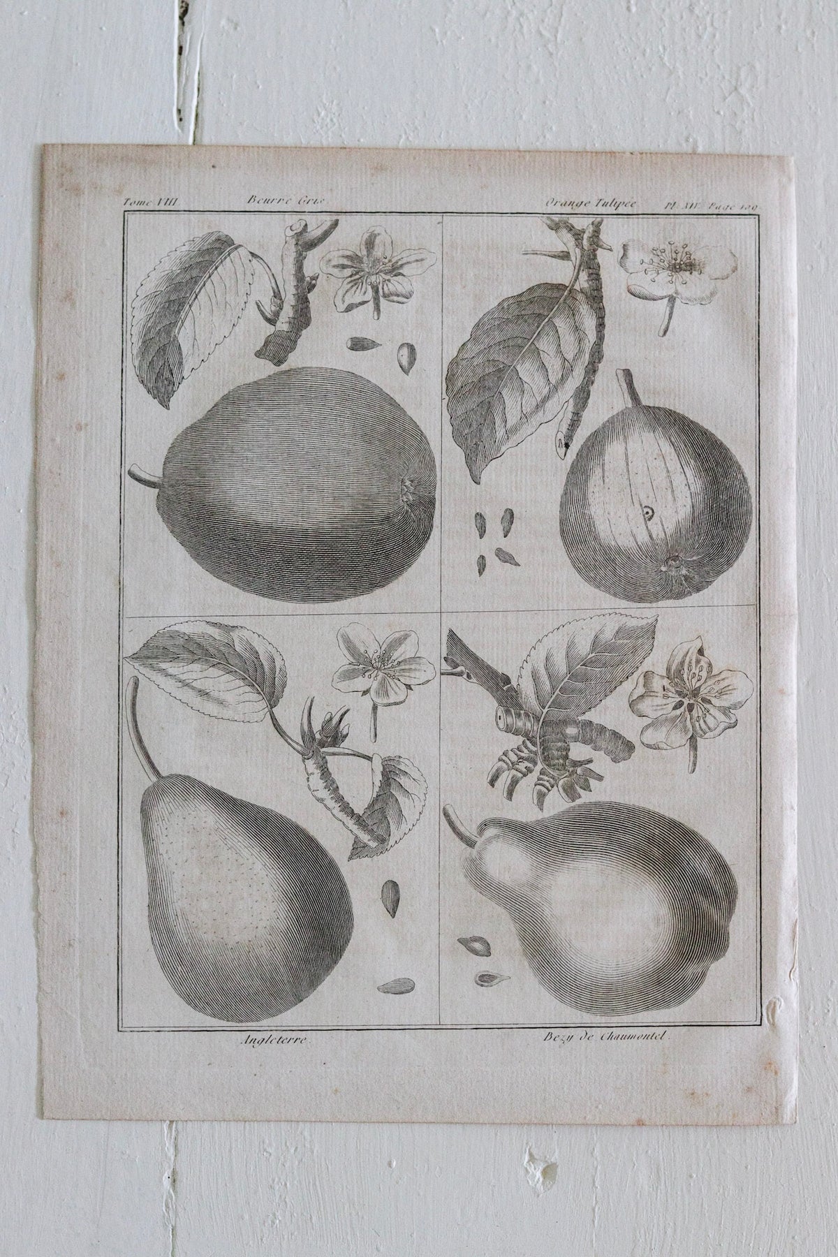 Antique French Pear Print c.1918