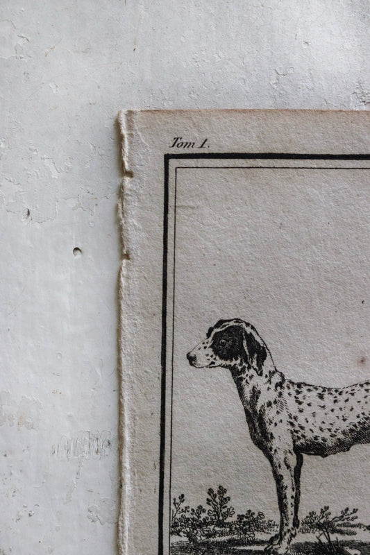 Petite French Antique Dog Print
