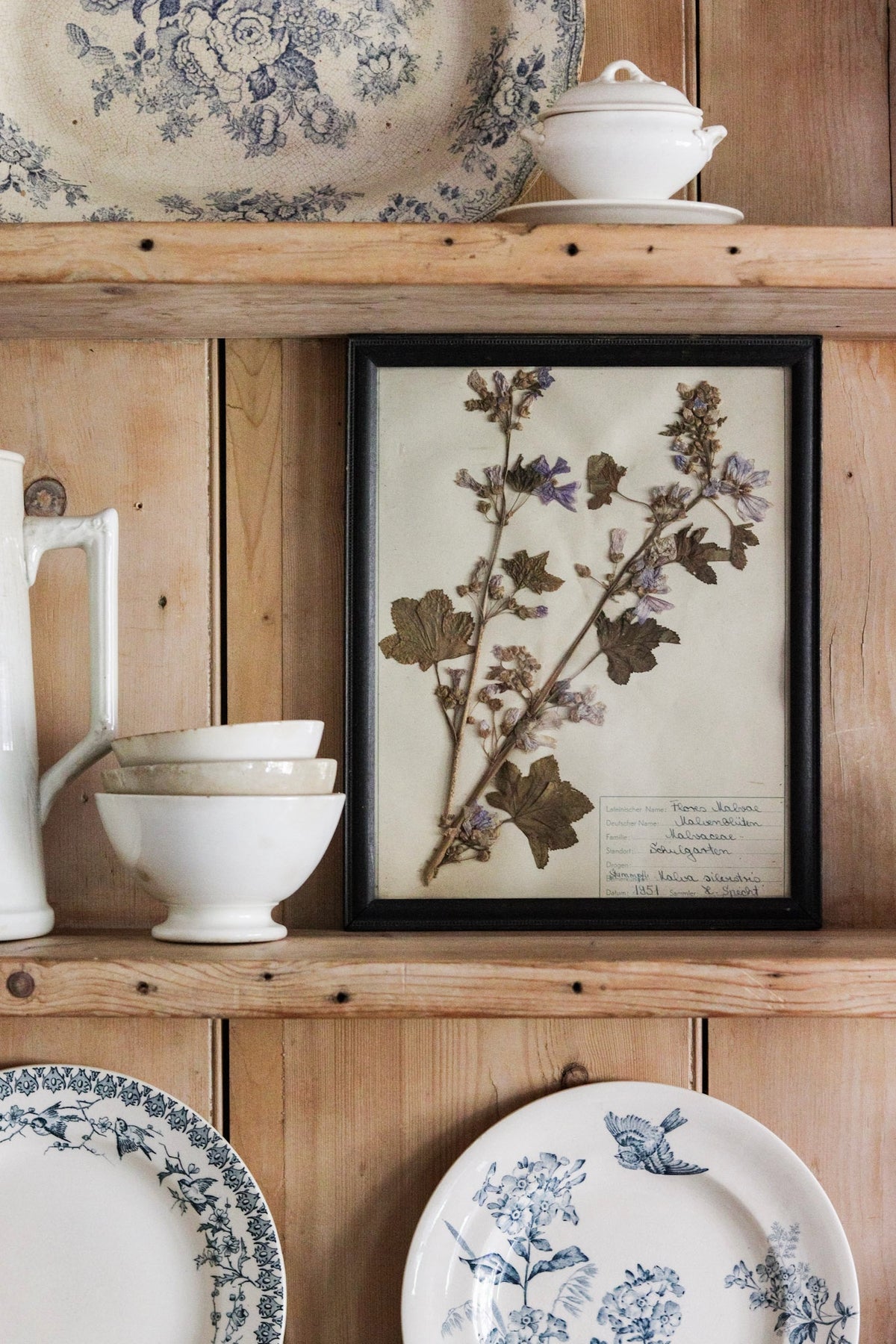 Vintage Framed Herbarium - Dated 1951