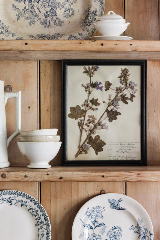 Vintage Framed Herbarium - Dated 1951