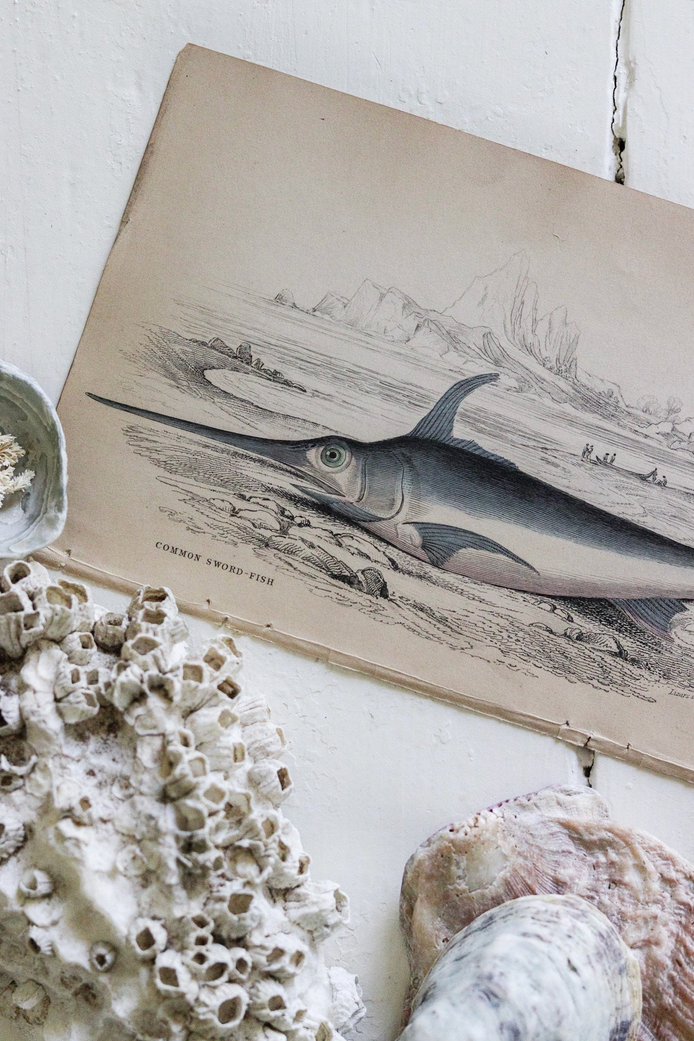 Antique Fish Print No.5