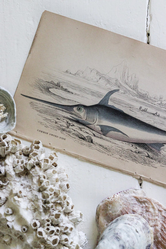 Antique Fish Print No.5