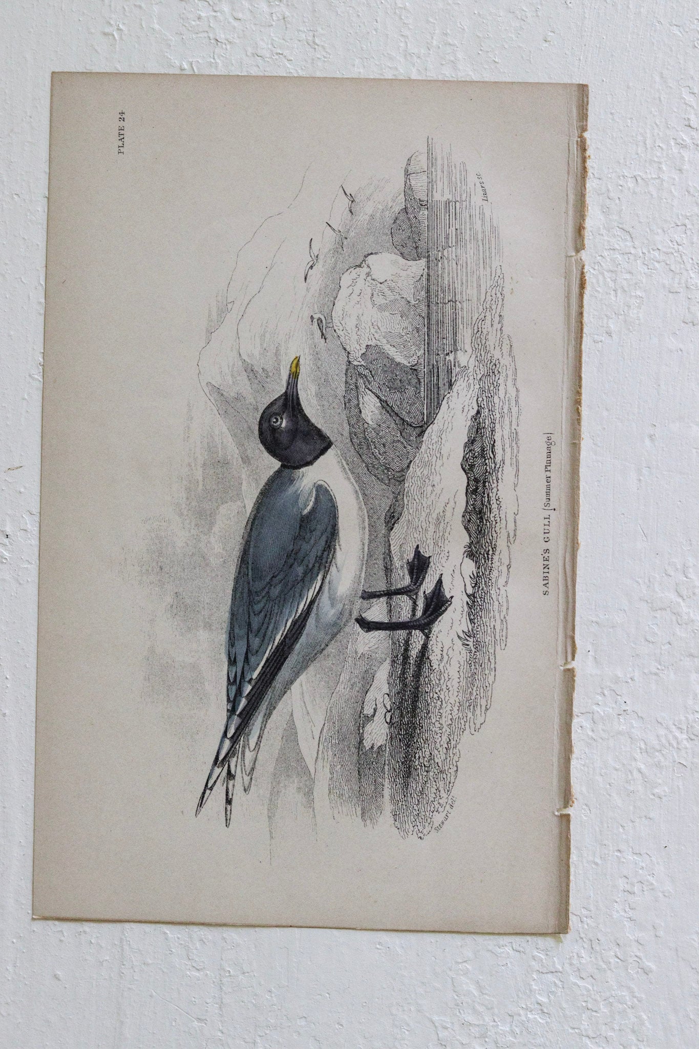 Antique Bird Print - Sabine's Gull