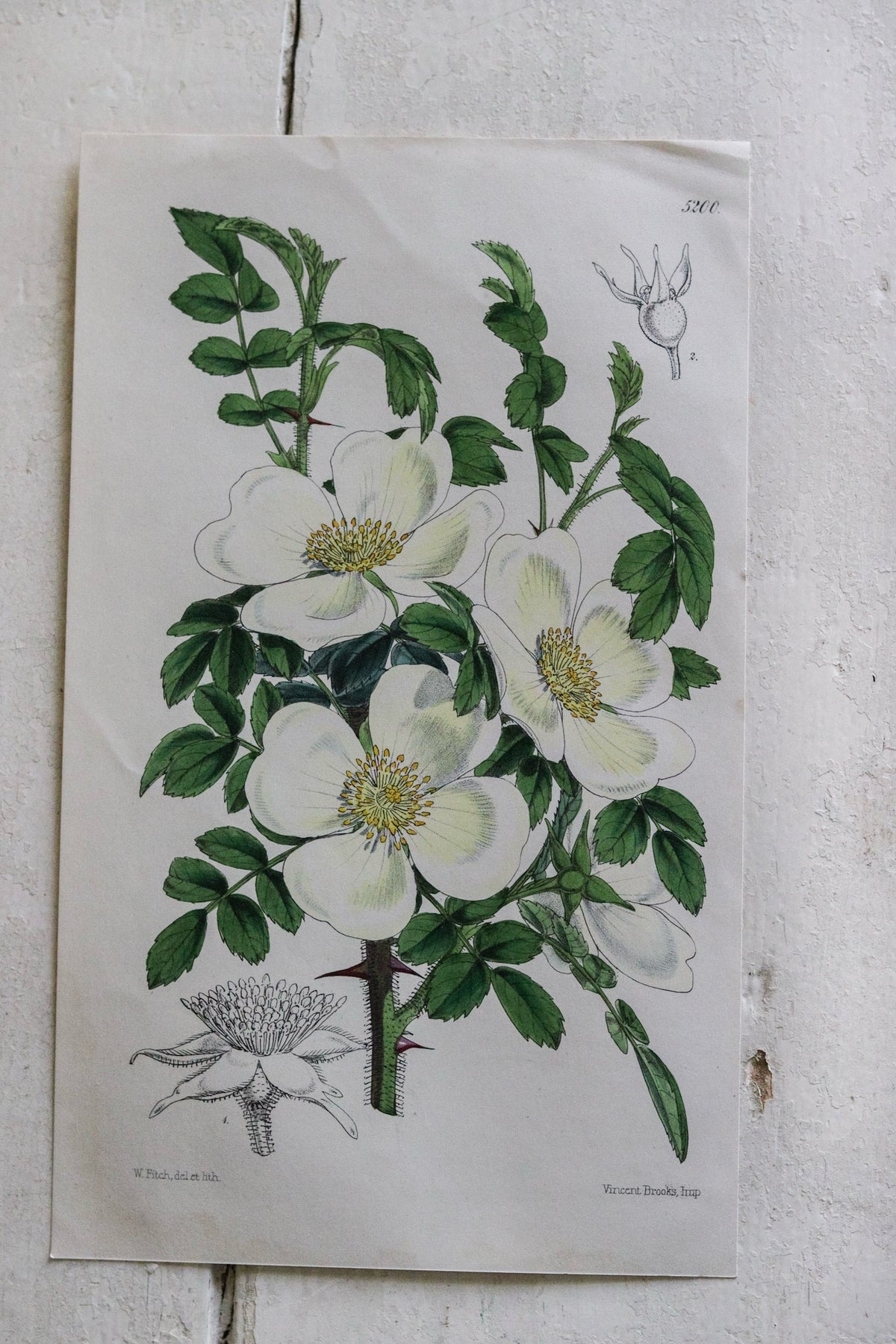 Antique Floral Print - Roses – The Tattered Magnolia