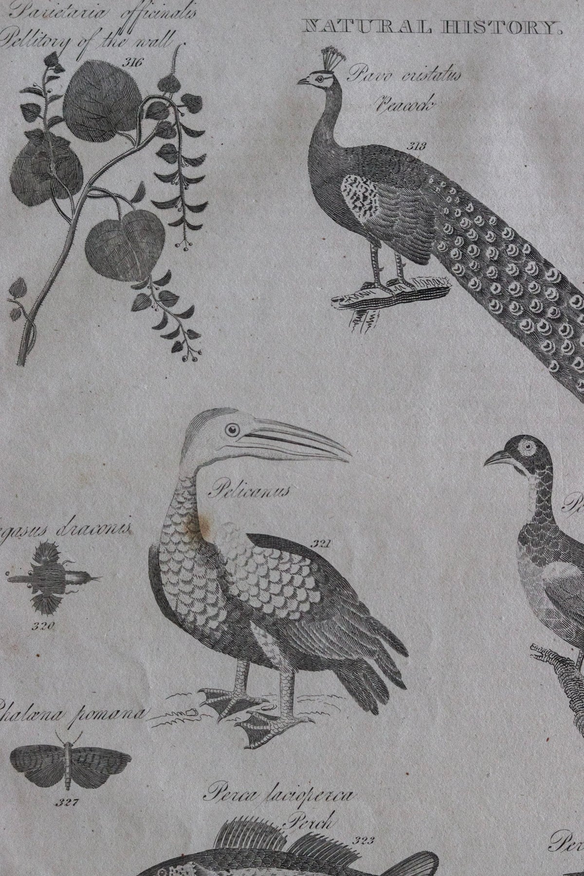 Antique Natural History Engraving c.1820