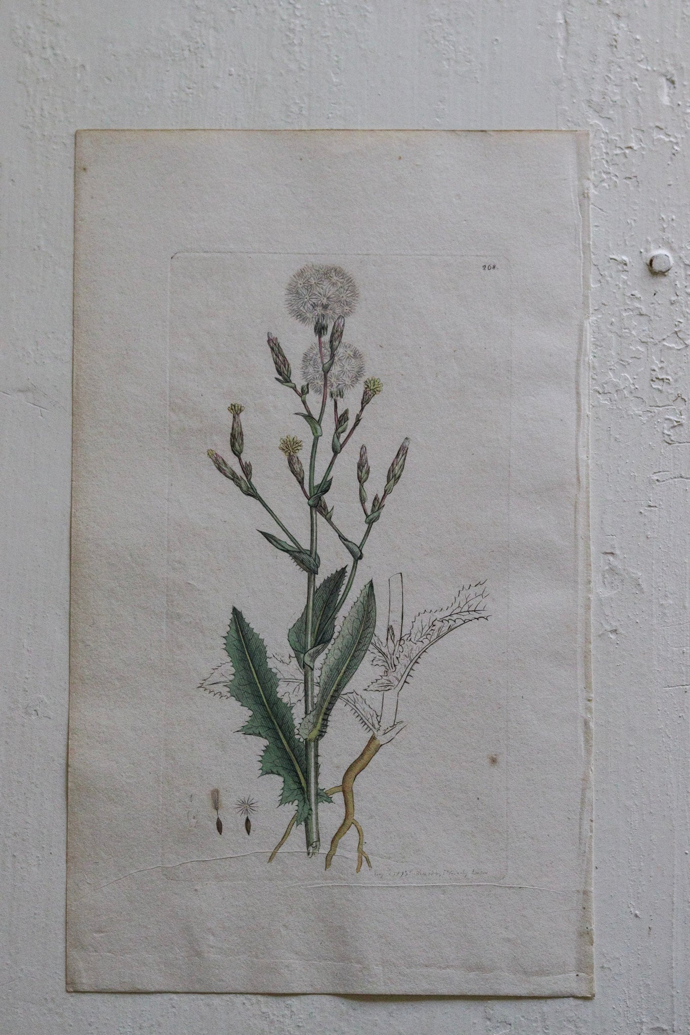 Antique Floral Print