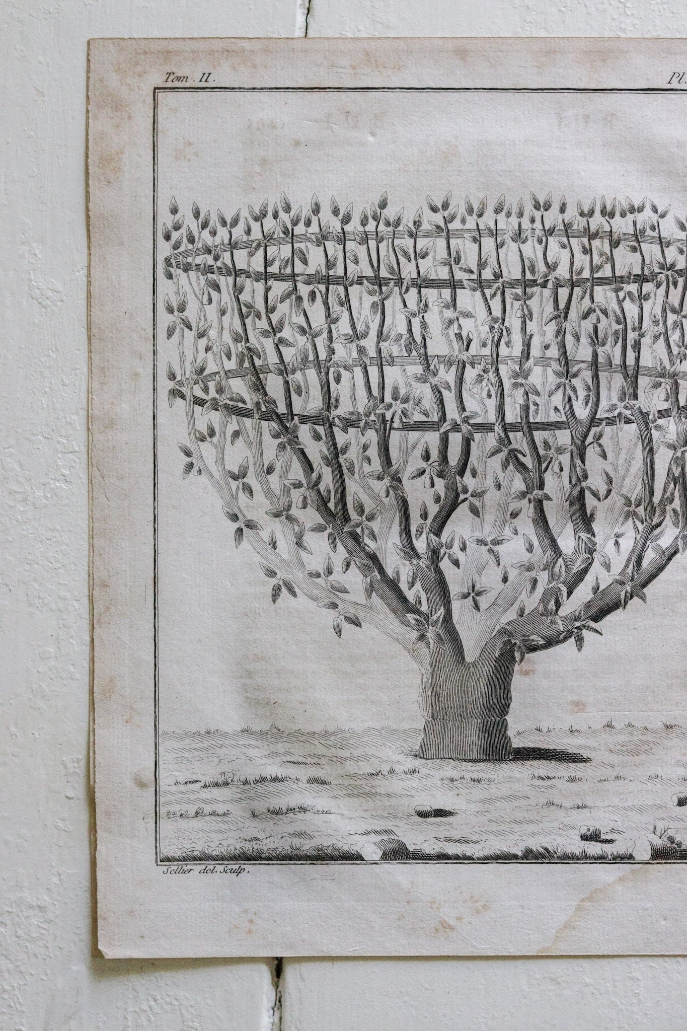 Antique French Horticulture Print No.1