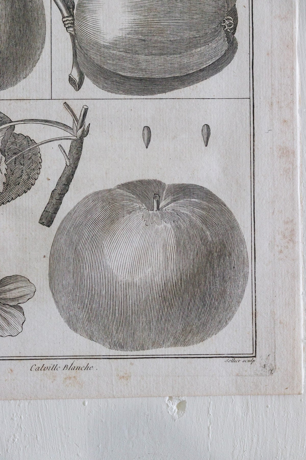 Antique French Apple Print c.1918