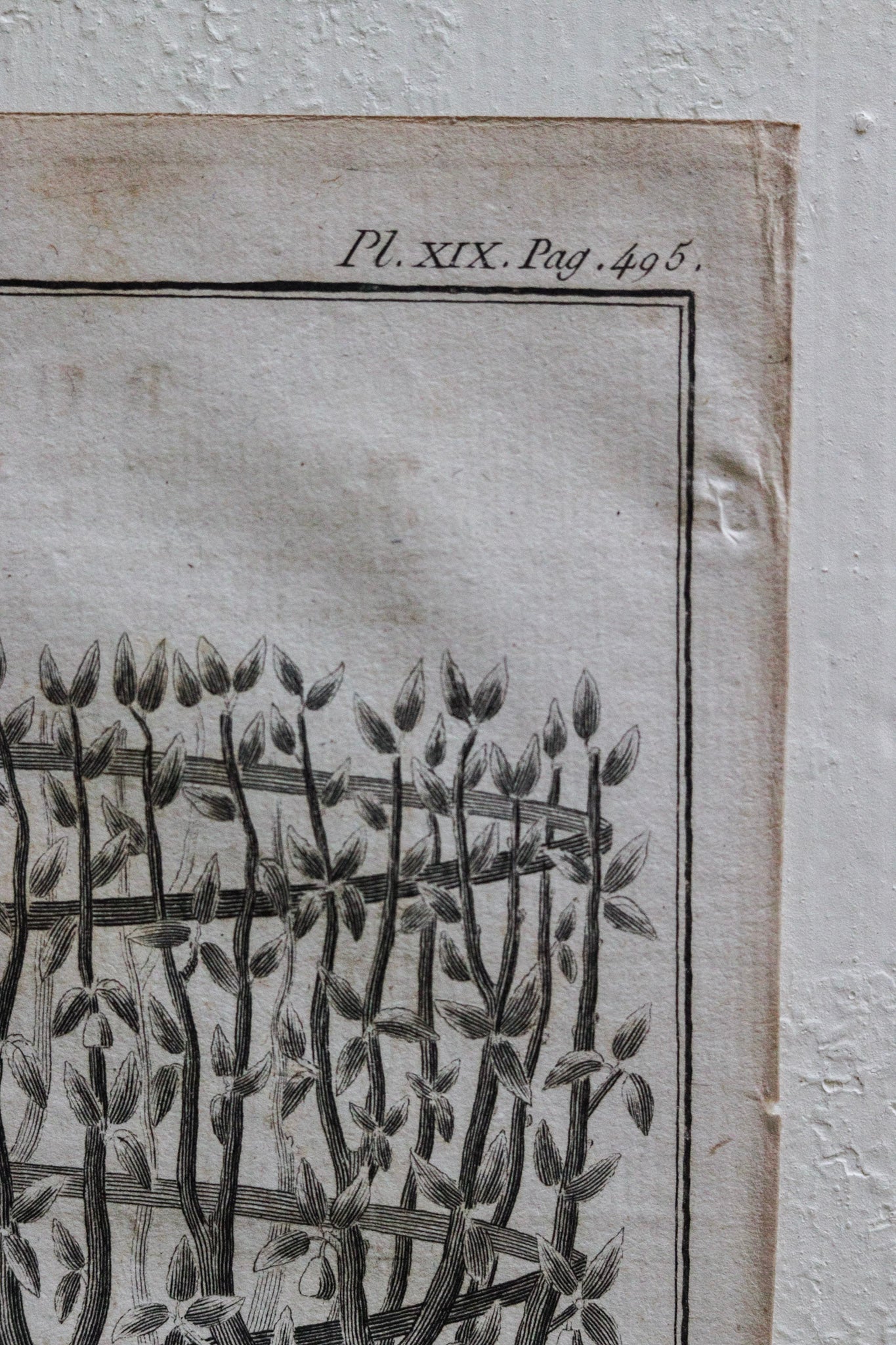 Antique French Horticulture Print No.1