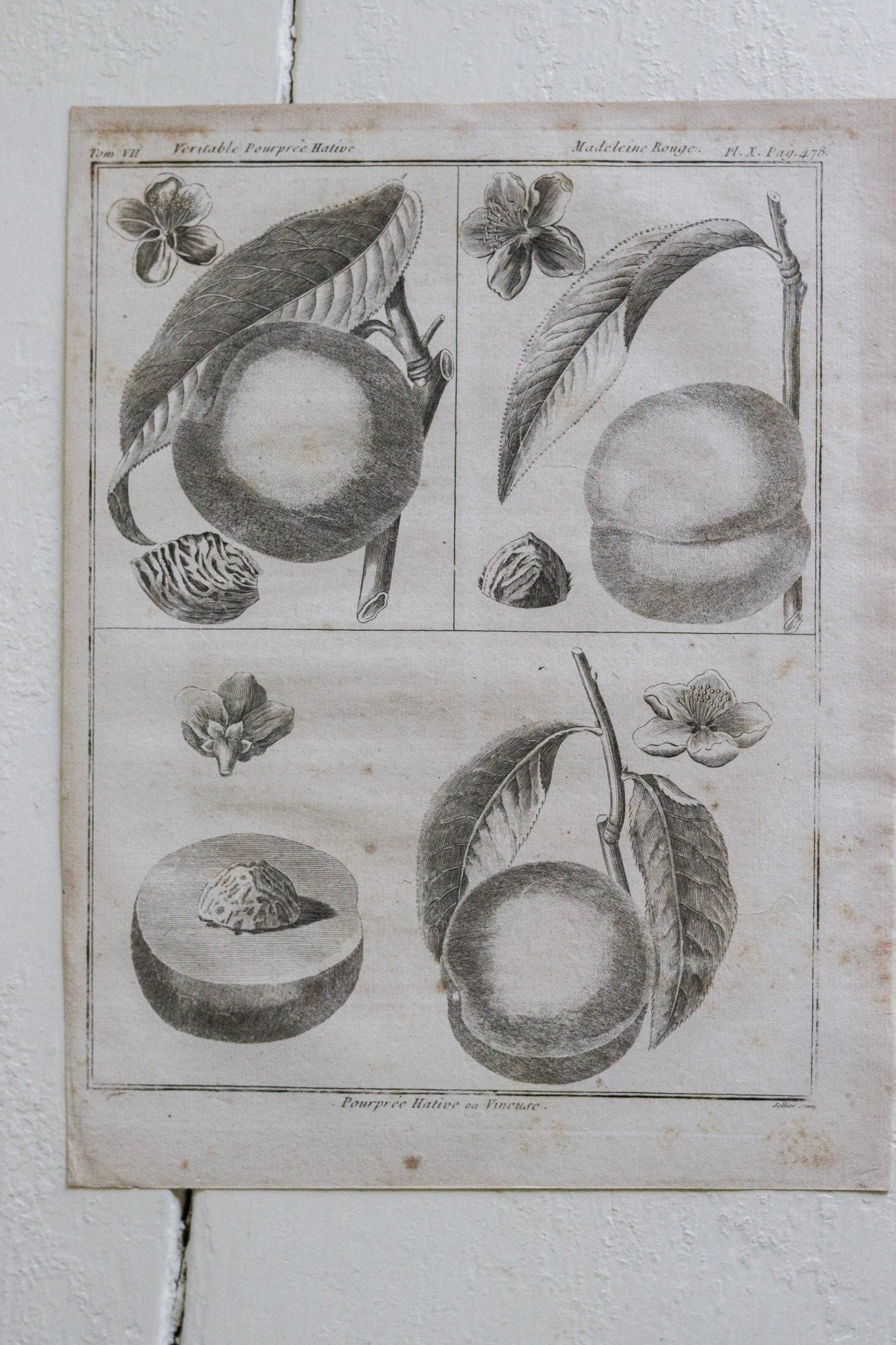 Antique French Peach Print No.2