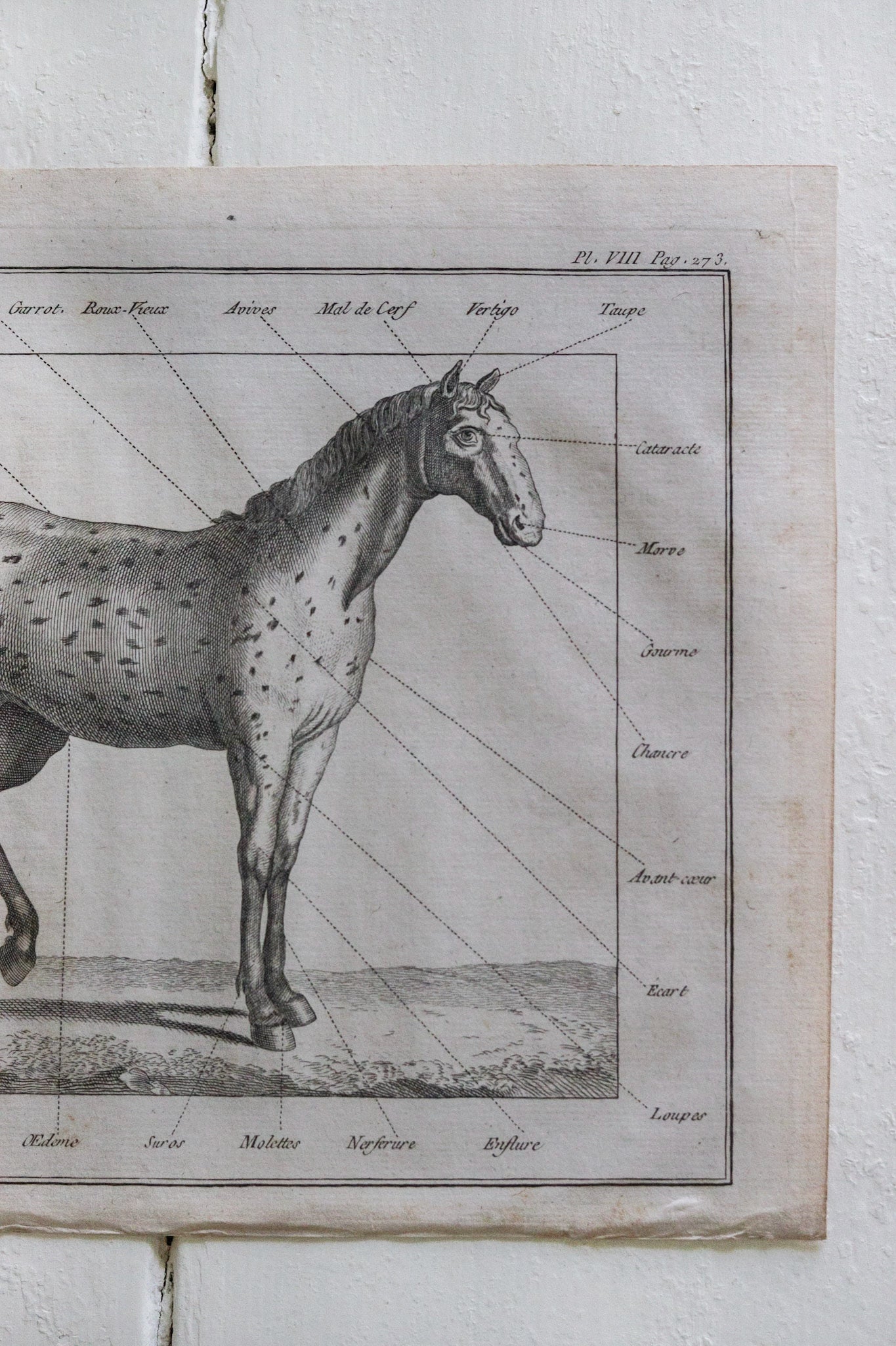 Antique French Horse Print