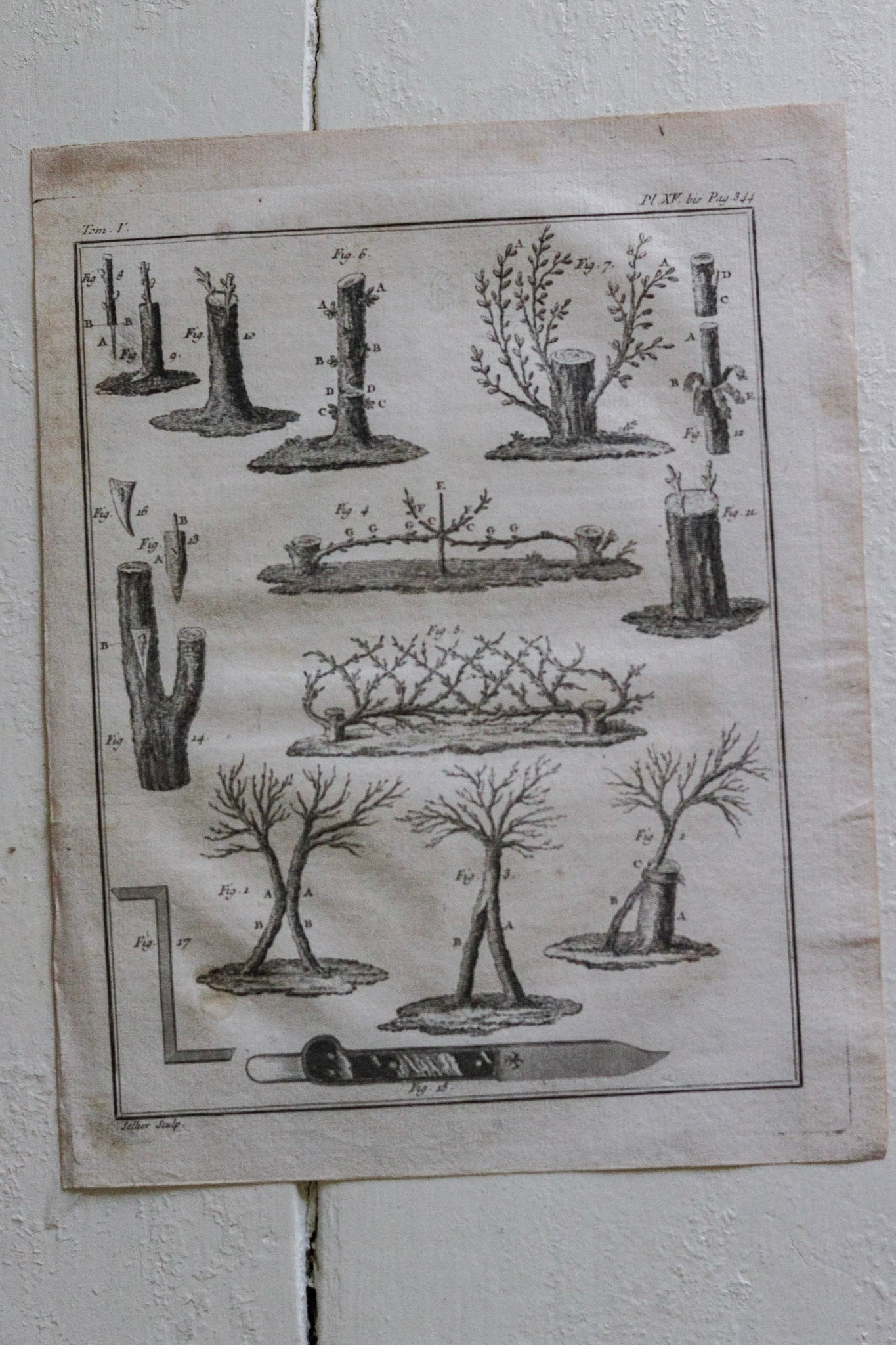 Antique French Horticulture Print No.3