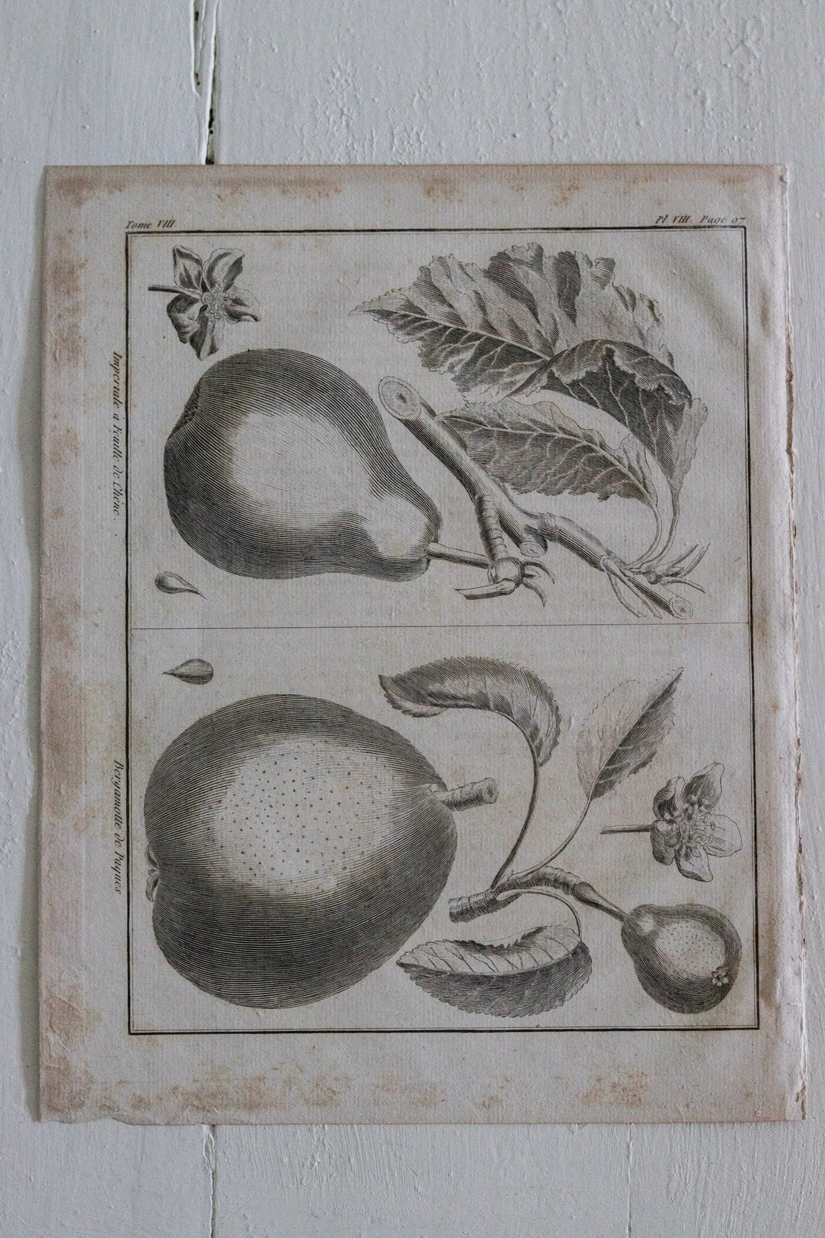 Antique French Pear Print c.1918