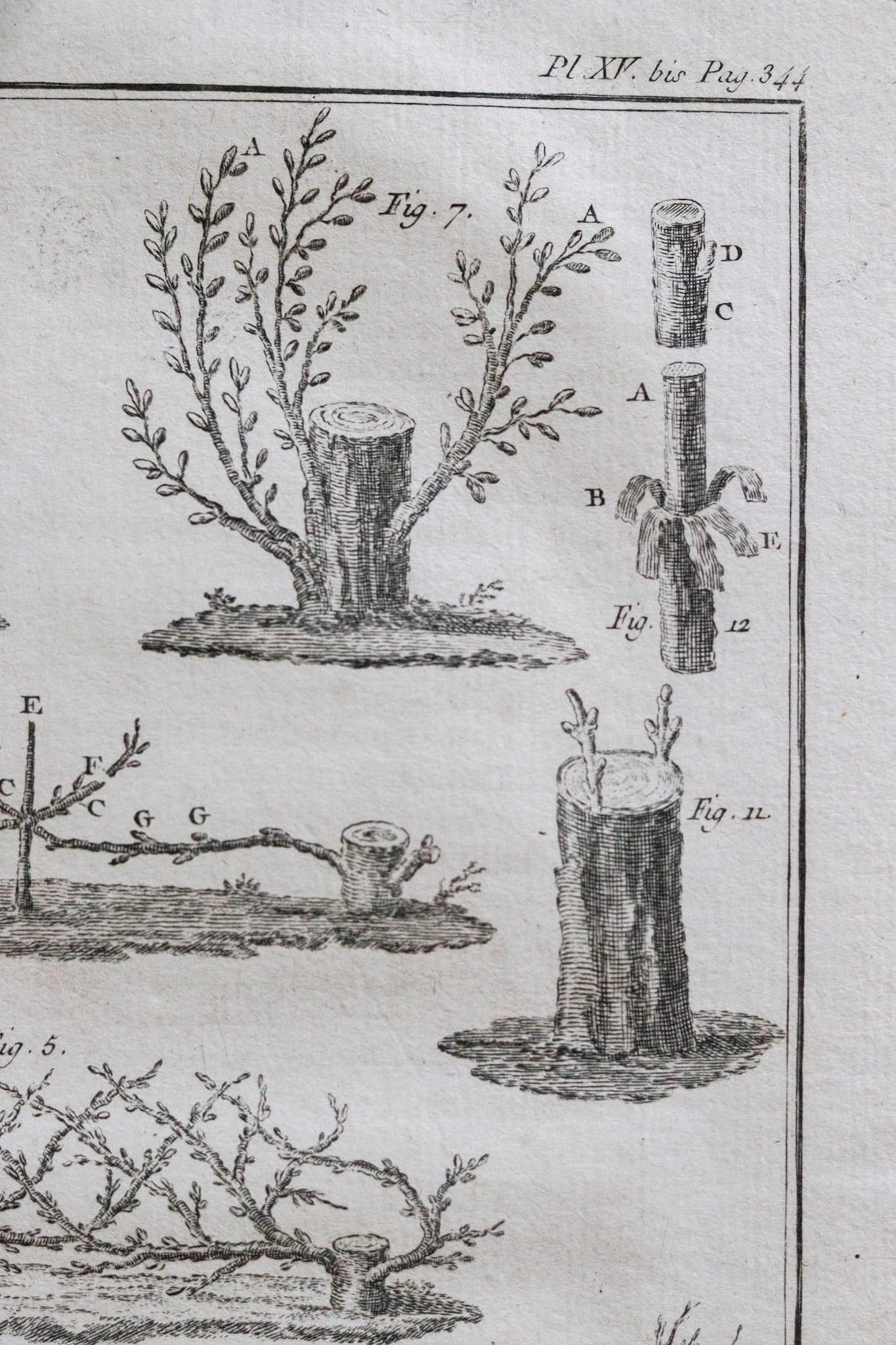 Antique French Horticulture Print No.3