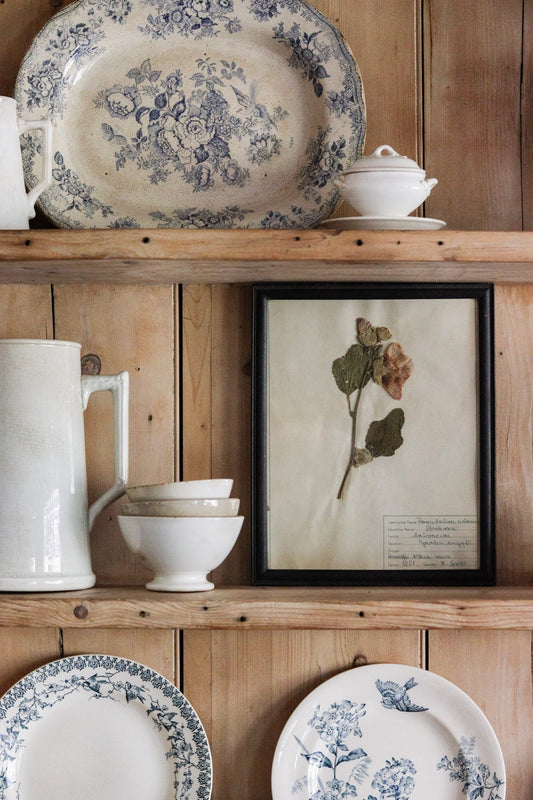 Vintage Framed Herbarium - Dated 1951