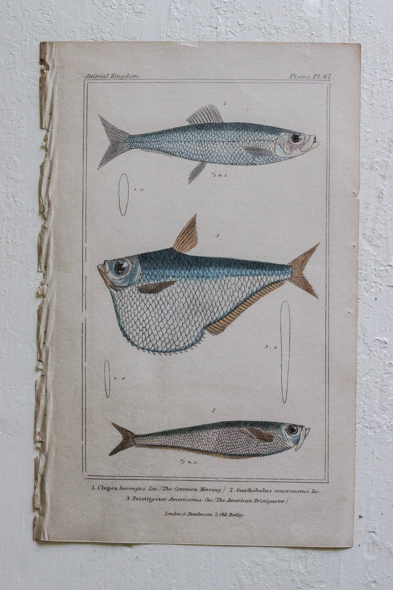 Antique Fish Print No.3