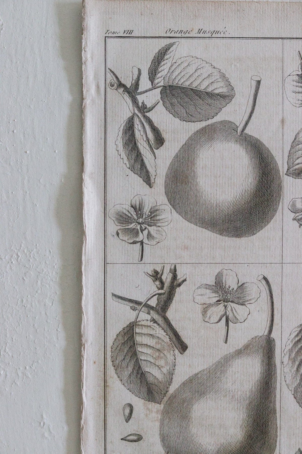 Antique French Pear Print c.1918