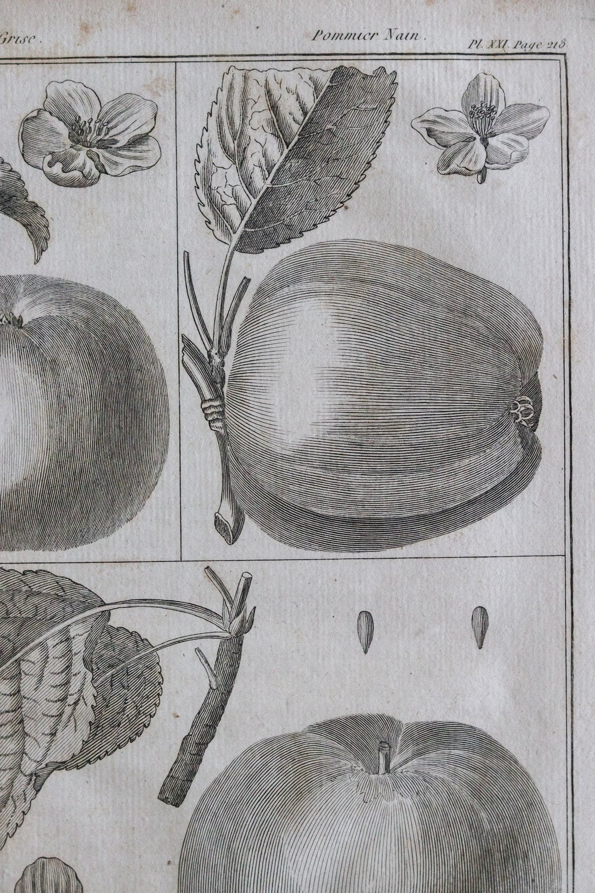 Antique French Apple Print c.1918