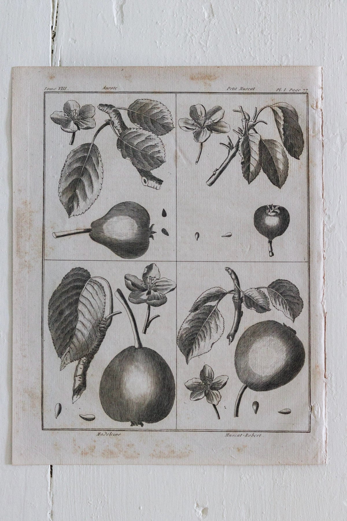 Antique French Pear Print c.1918