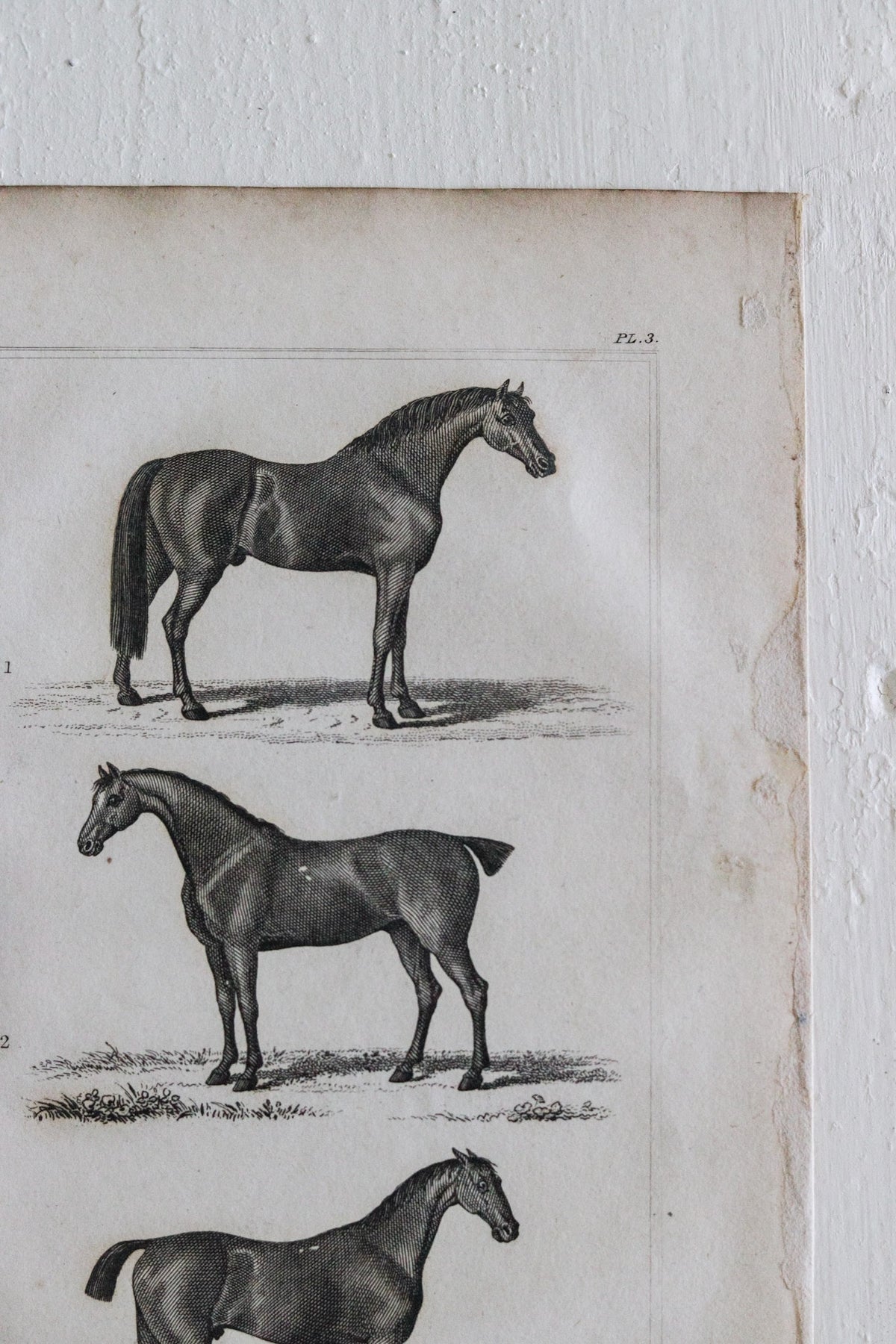 Antique Horse Engraving c.1791