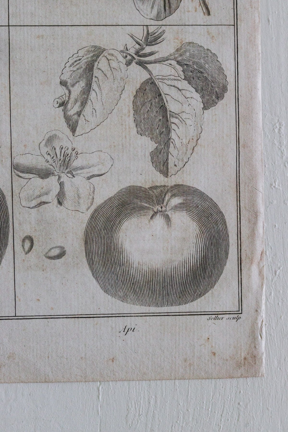 Antique French Apple Print c.1918