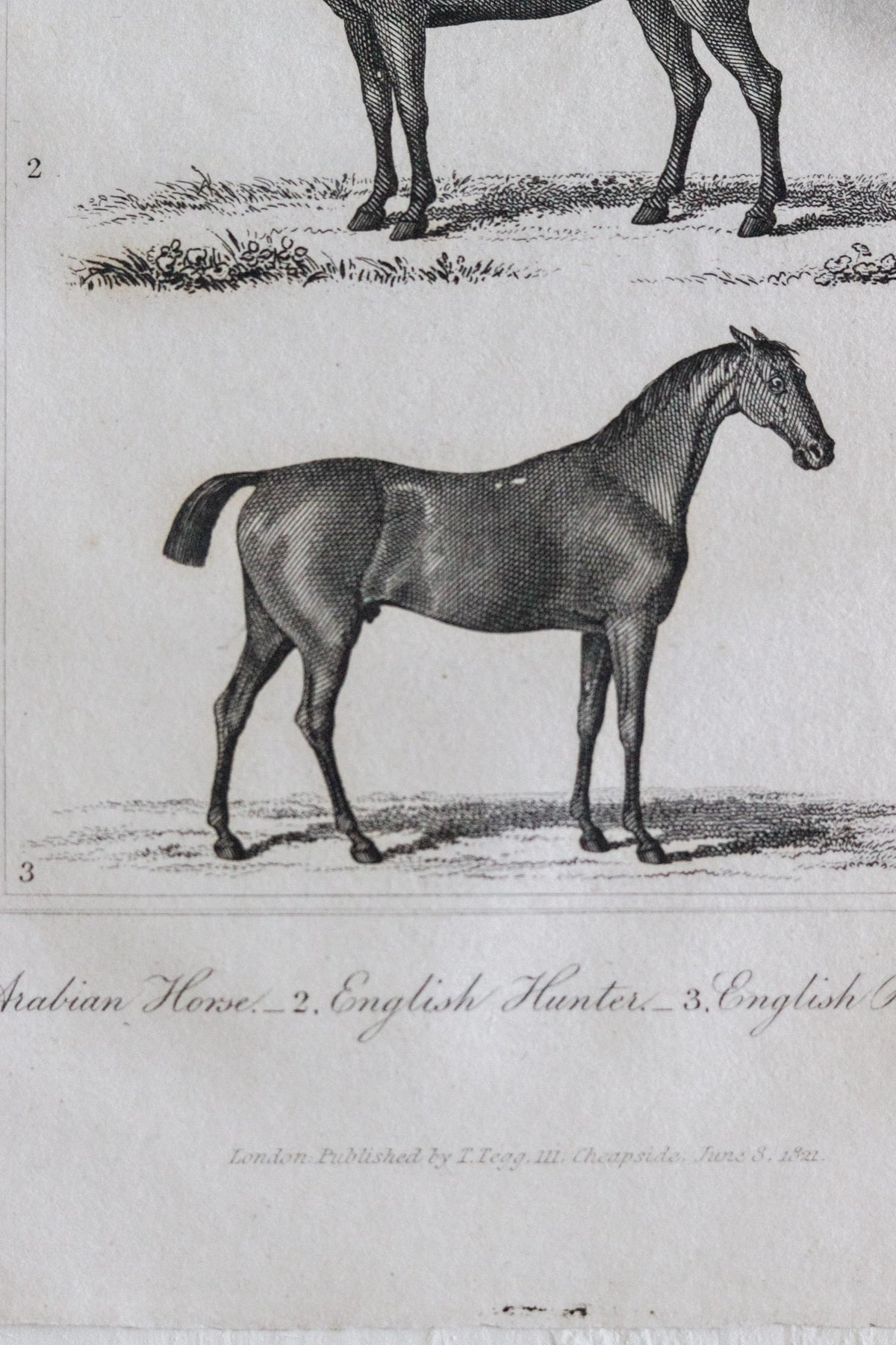 Antique Horse Engraving c.1791