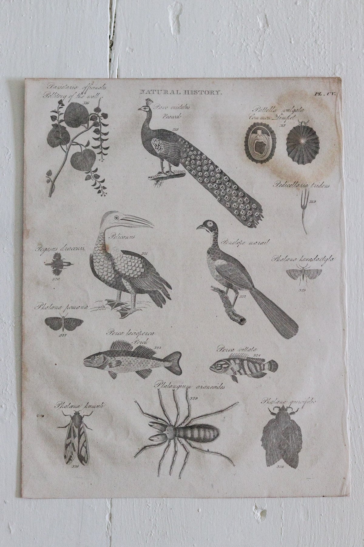 Antique Natural History Engraving c.1820