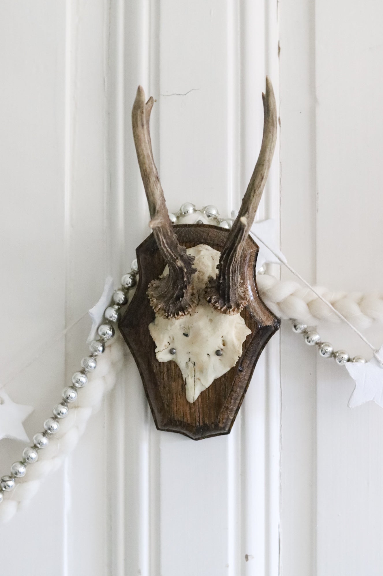 Petite Vintage European Antler Mount