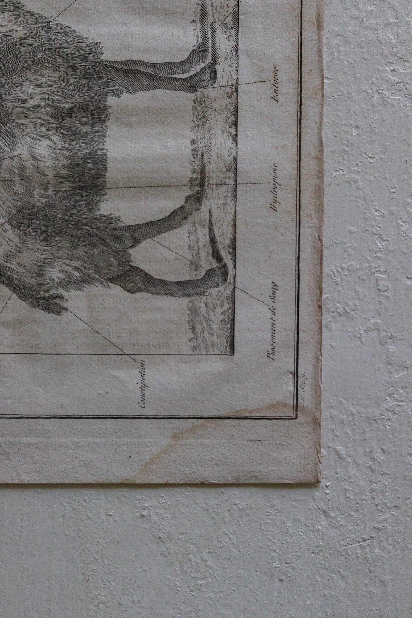 Antique French Goat Print