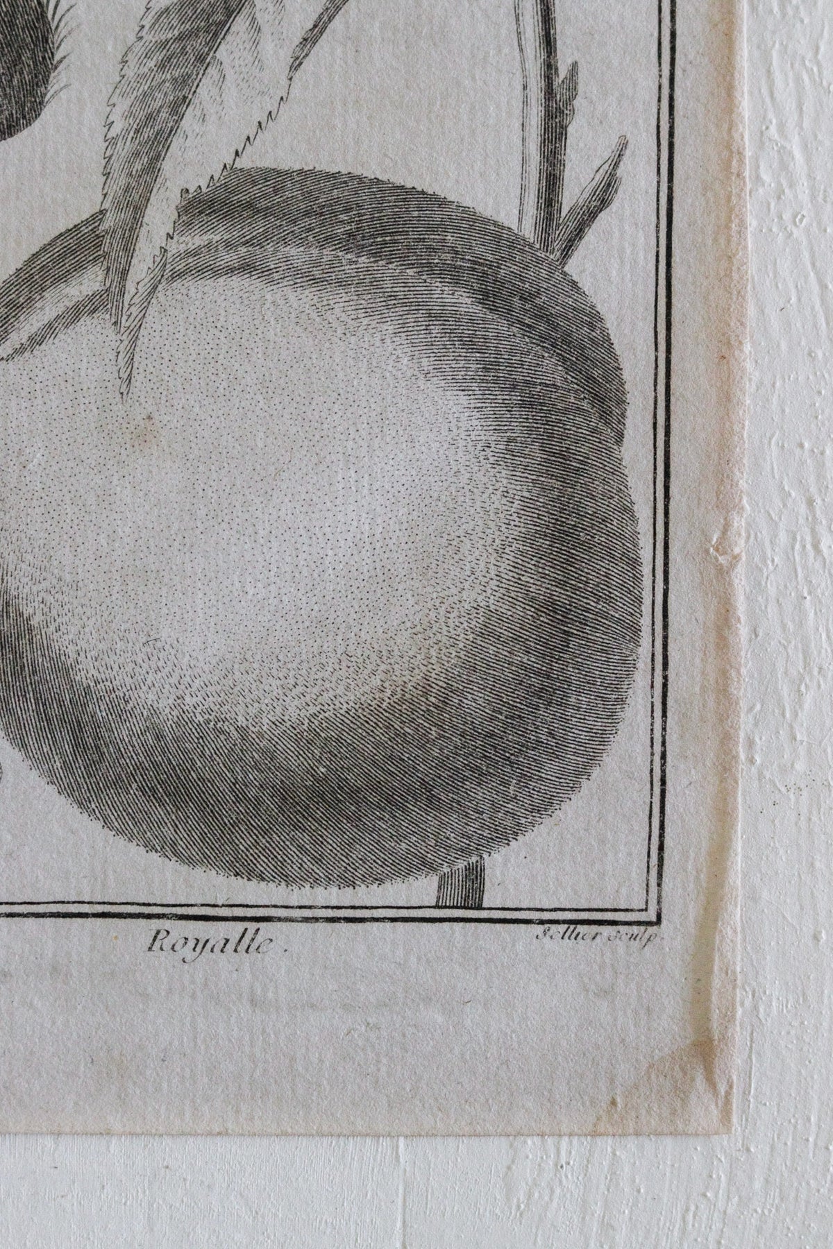 Antique French Peach Print c.1918