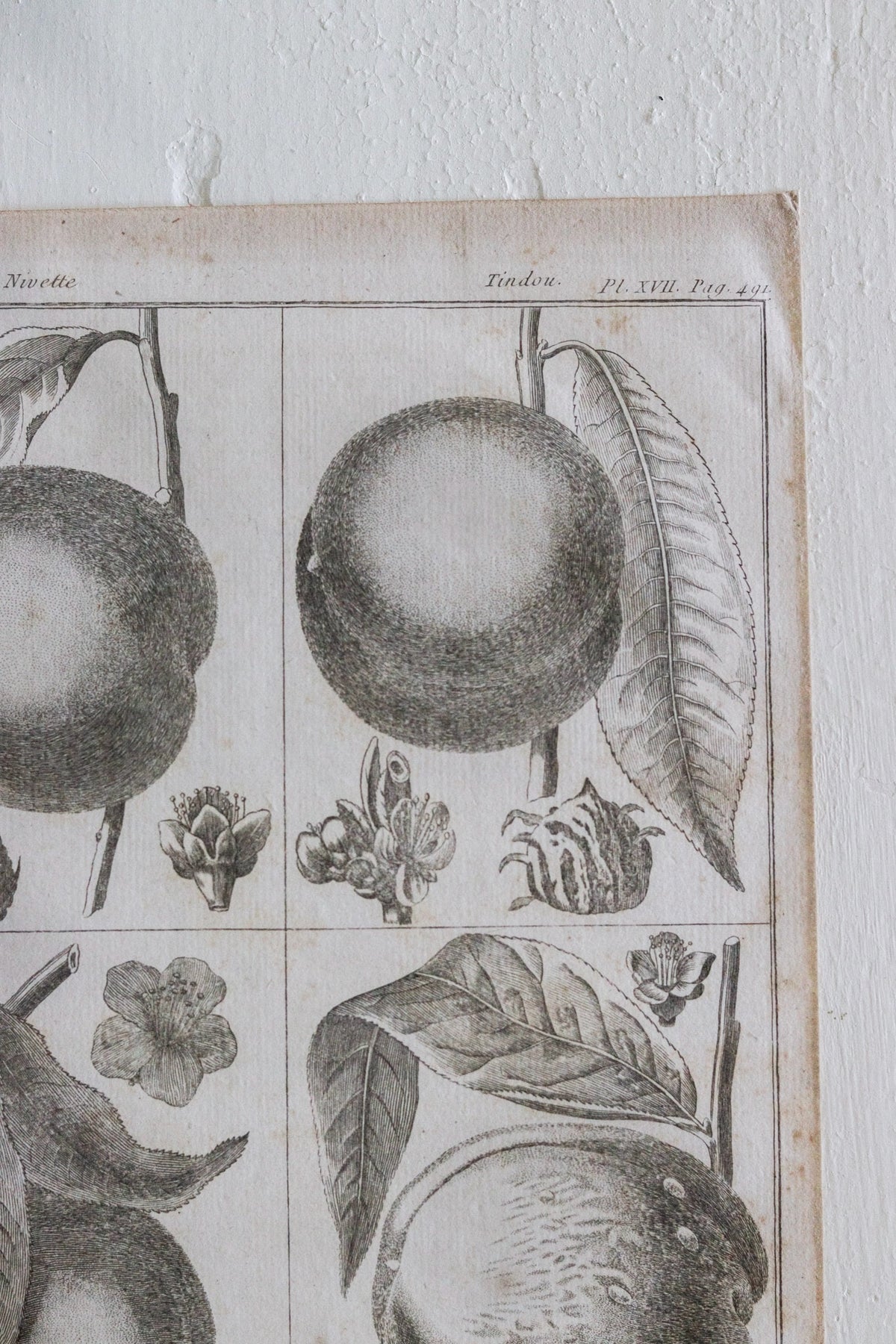 Antique French Peach Print c.1918