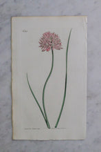 Load image into Gallery viewer, Antique Floral Print
