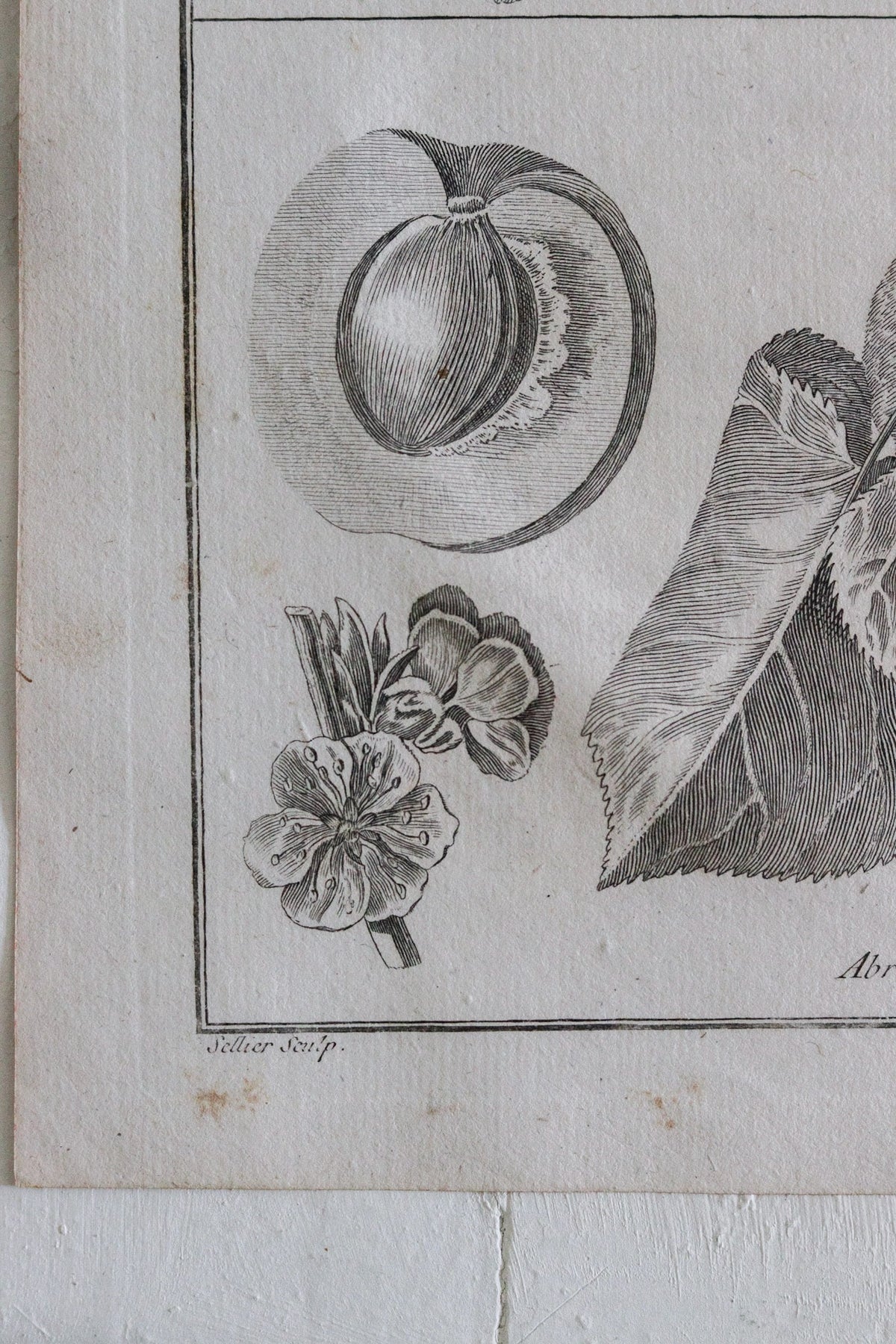 Antique French Apricot Print c.1918