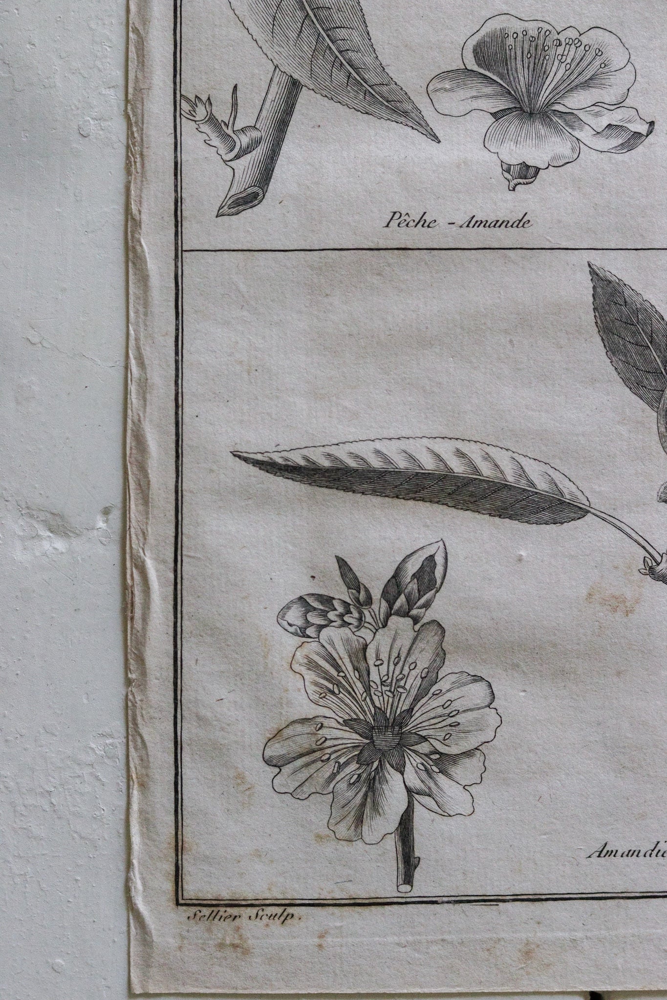 Antique French Almond Print